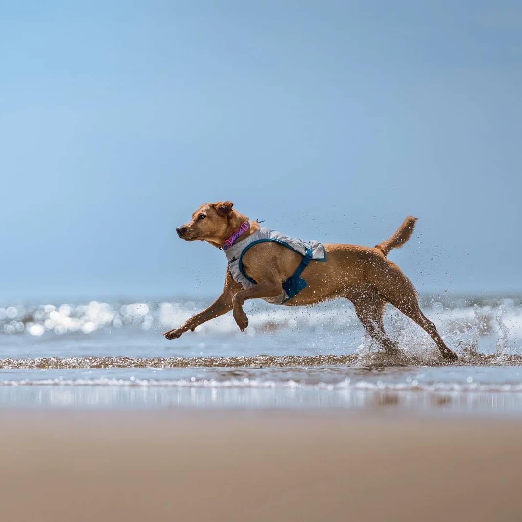 PawLux CoolVest — Premium Dog Cooling Vest