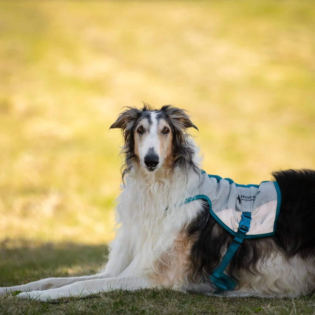 PawLux CoolVest — Premium Dog Cooling Vest